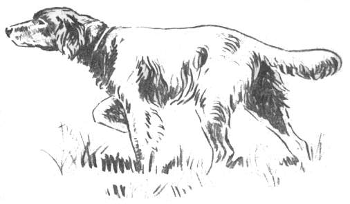 langhaariger Vorstehhund