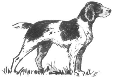 Deutscher Wachtelhund