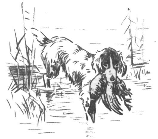 Stöberhund in Schilf und Wasser